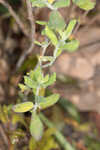 Florida calamint